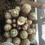 Mammillaria prolifera Fuelha