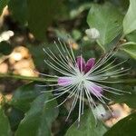 Capparis micracantha ফুল