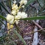 Acacia suaveolens Çiçek