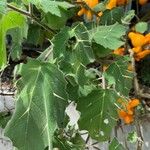 Solanum mammosum Blad