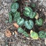 Cyclamen coum पत्ता