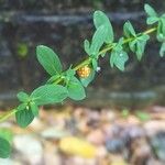 Hypericum tetrapterum 葉