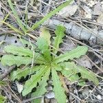 Hypochaeris glabra Leaf