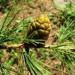 Larix sibirica Frucht