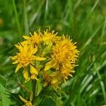 Solidago virgaureaFlower