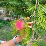 Calliandra surinamensis Fiore