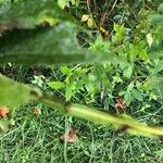 Verbesina alternifolia Leaf