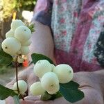 Symphoricarpos albusFruto