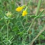 Coronilla minima برگ