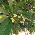 Plumeria alba Flor