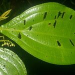 Miconia albertobrenesii Leaf