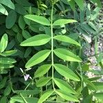 Galega officinalis पत्ता