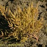 Salicornia stricta 形態