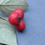 Cotoneaster integerrimus Frugt