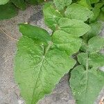 Sonchus oleraceus Blad