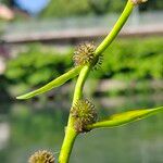 Sparganium emersum Mbuma