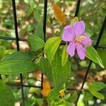 Melastoma malabathricum Leaf