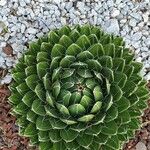 Agave victoriae-reginae Leaf