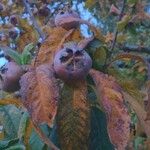 Crataegus germanica Fruit