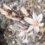 Asphodelus macrocarpus Virág