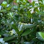 Euonymus japonicusഇല