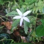 Hippobroma longiflora Blüte