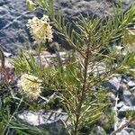 Asclepias linaria Агульны выгляд