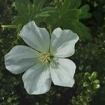 Geranium rivulare Çiçek