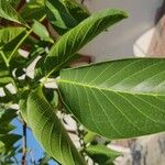 Juglans regia葉