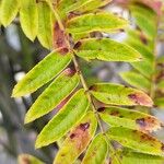 Sorbus americana Lapas