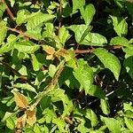 Prunus japonica Leaf