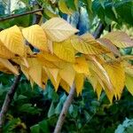 Aralia elata Habitus