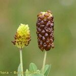 Trifolium spadiceum Ffrwyth