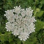 Daucus muricatus Fula