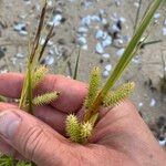 Carex hystericina Vrucht