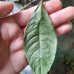 Psychotria carthagenensis Blad