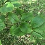 Aria porrigentiformis Leaf