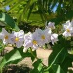 Solanum bonariense Fiore
