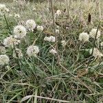 Allium ericetorum 花