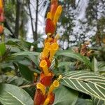 Sanchezia speciosa Blüte