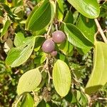 Ziziphus spina-christi Fruit