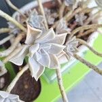 Graptopetalum paraguayenseLeaf