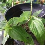 Spigelia anthelmia Leaf