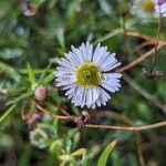 Erigeron karvinskianus Õis