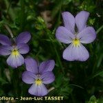 Viola corsica Kwiat