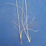 Festuca filiformis List