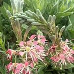 Oenothera suffrutescens Flor