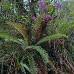Cyrtochilum ioplocon Hábito