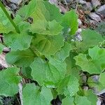 Doronicum columnae Hoja