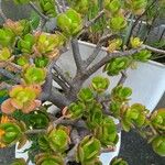 Crassula ovataLeaf